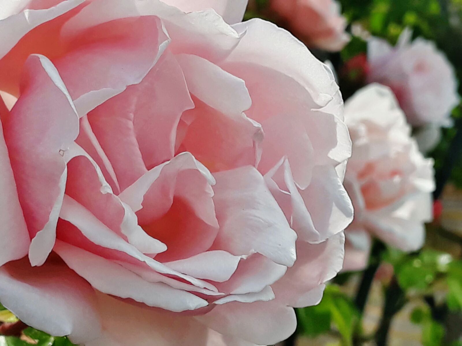 Samsung Galaxy J7 sample photo. Blooming, floral, blossoming photography