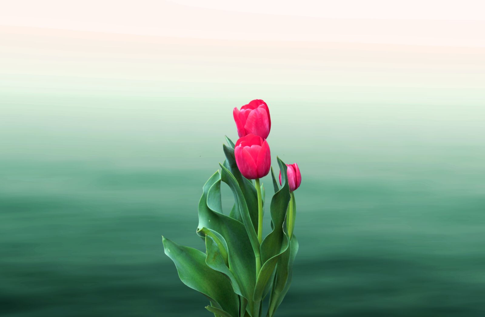 Nikon D5100 sample photo. Rose, bloom, blossom photography