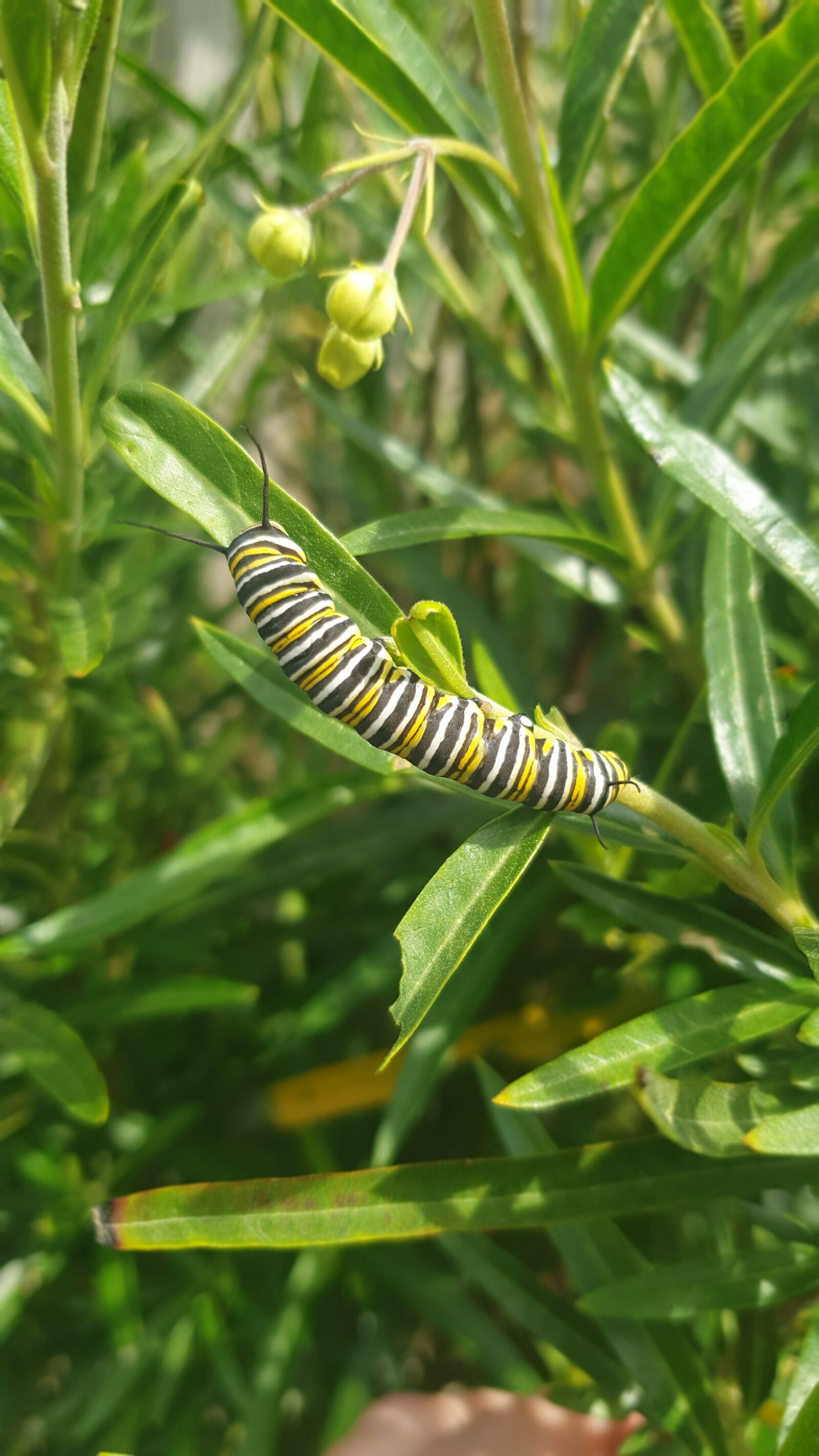 Samsung Galaxy S9 sample photo. Monarch, butterfly, caterpillar photography