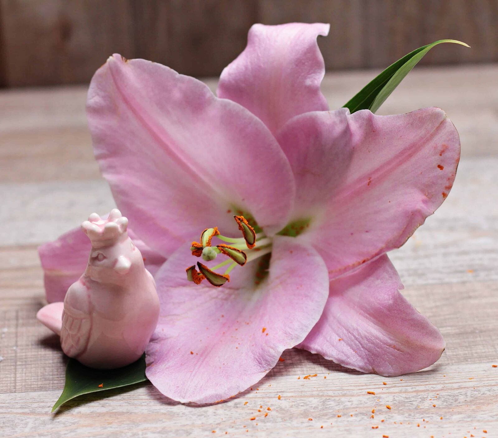 Canon EOS 550D (EOS Rebel T2i / EOS Kiss X4) sample photo. Photo studio, leaf, flower photography