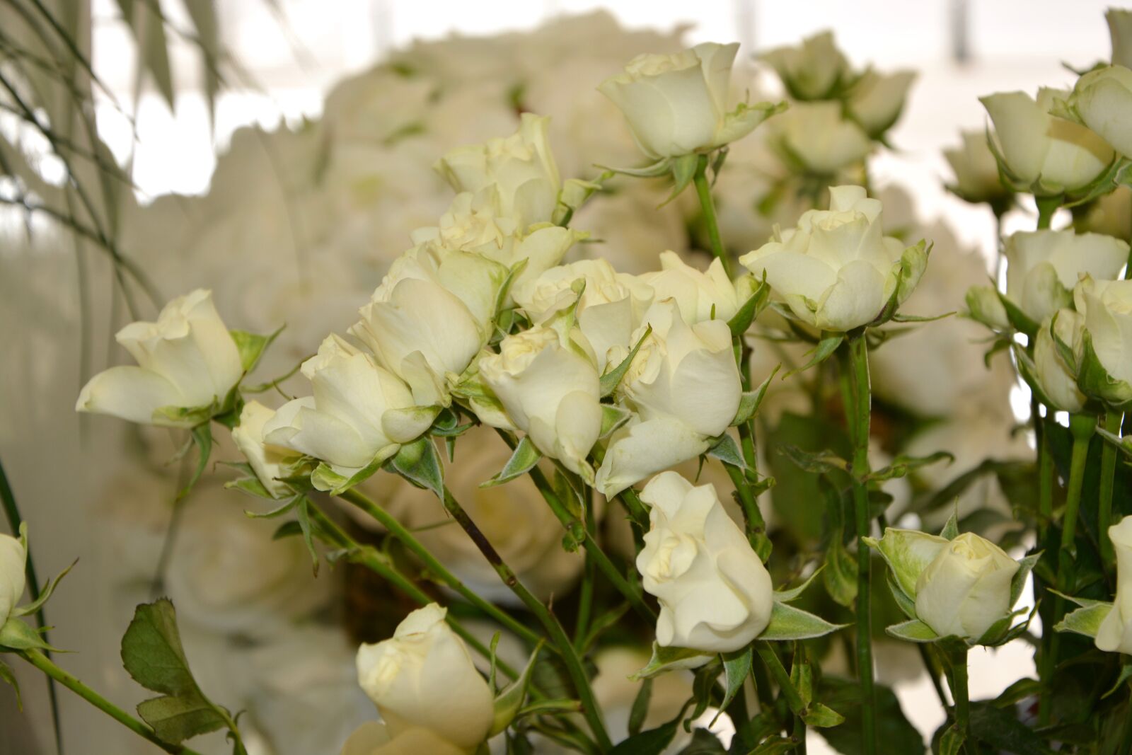 Nikon D5200 sample photo. Flowers, white roses, bouquet photography