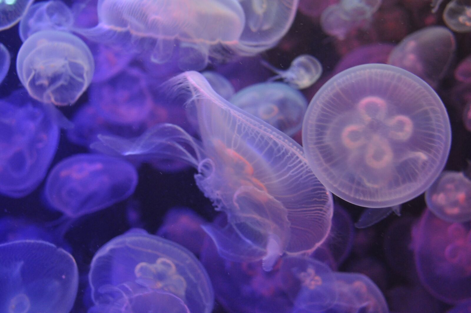 Nikon D90 sample photo. Jellyfish, aquarium, violet photography