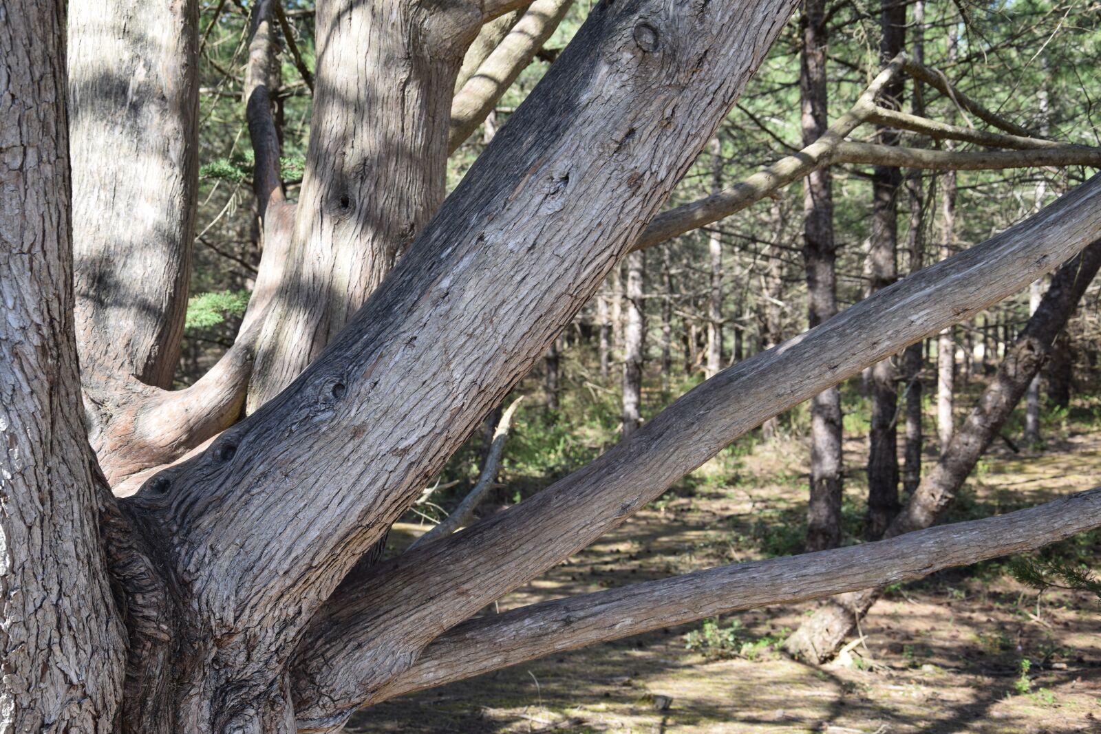 Nikon D5300 sample photo. Trunk, tree, nature photography