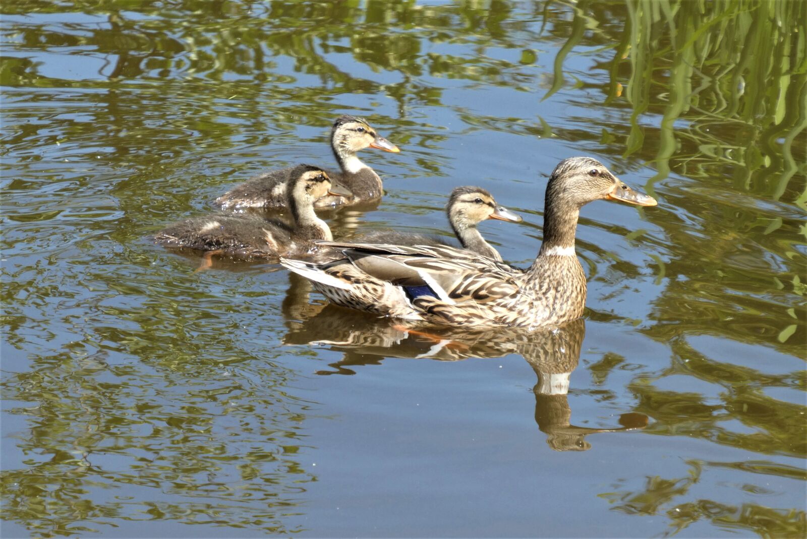 Panasonic Lumix DC-ZS70 (Lumix DC-TZ90) sample photo. Ducklings, chicks, cute photography