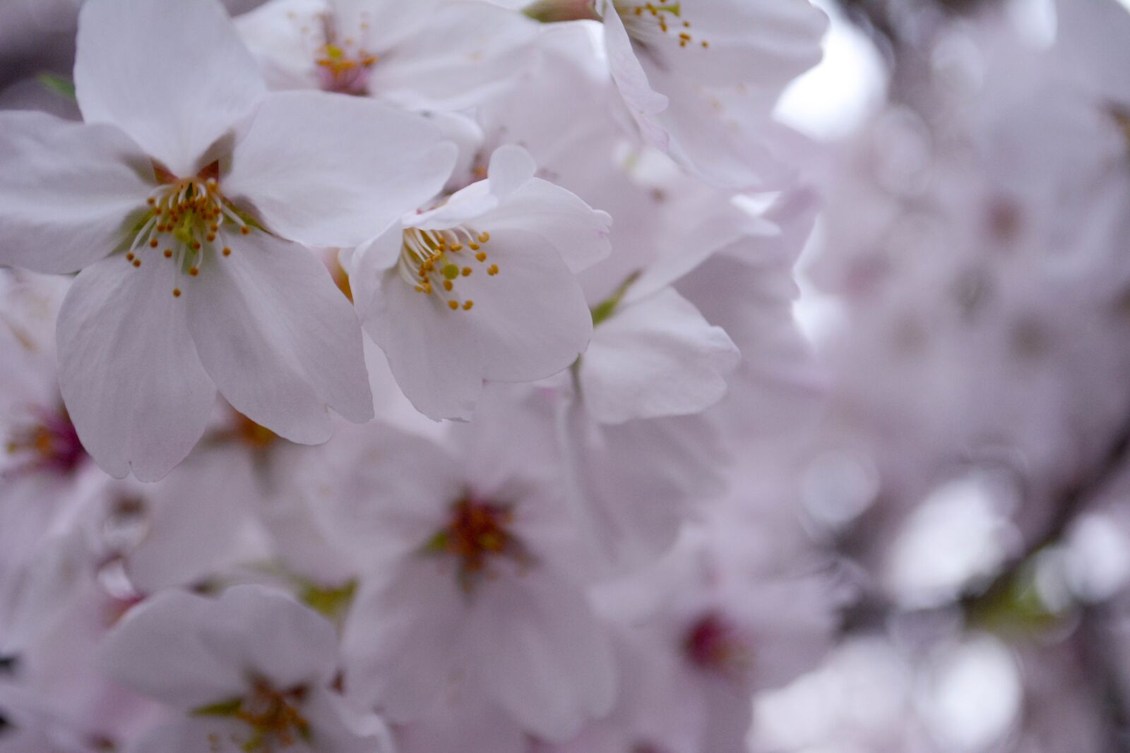 Nikon D5200 sample photo. Cherry blossoms, petal, spring photography
