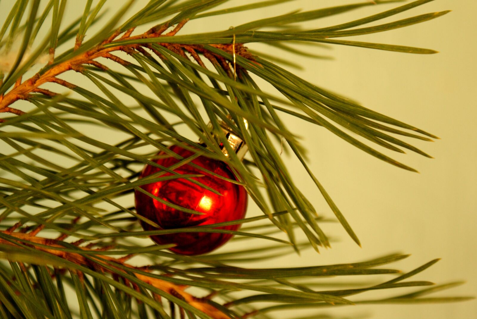 Sony Alpha DSLR-A300 sample photo. New year's eve, christmas photography