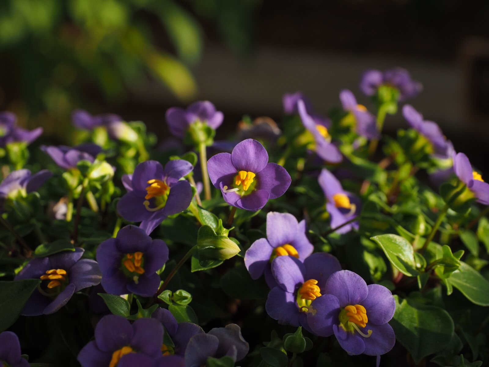 Olympus OM-D E-M1 + Olympus M.Zuiko Digital ED 12-40mm F2.8 Pro sample photo. African violets, flower, blossom photography