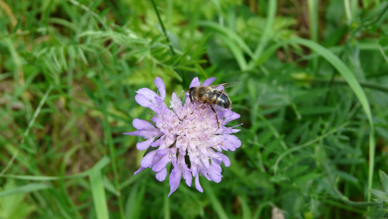Panasonic DMC-FZ18 sample photo. Flower, bee, insects photography