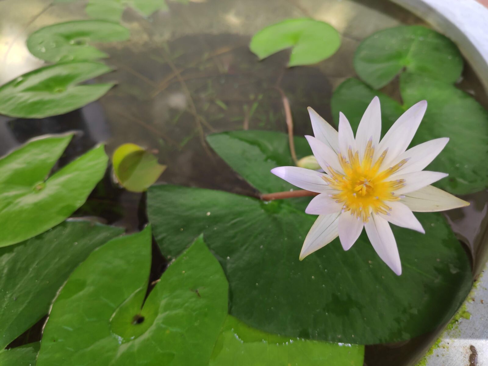 Xiaomi POCO F1 sample photo. Flower, nature, green photography