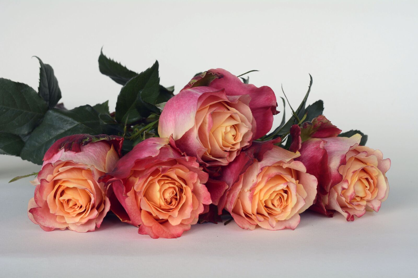 Nikon D7100 sample photo. Roses, flowers, rose flower photography