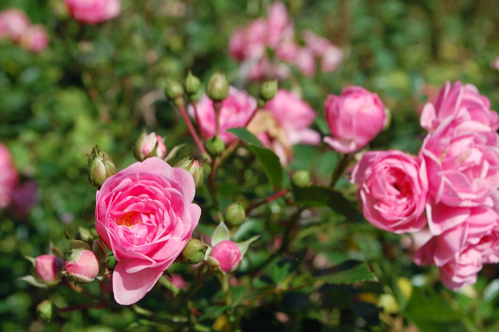 Nikon D40 sample photo. Rose, nature, garden photography