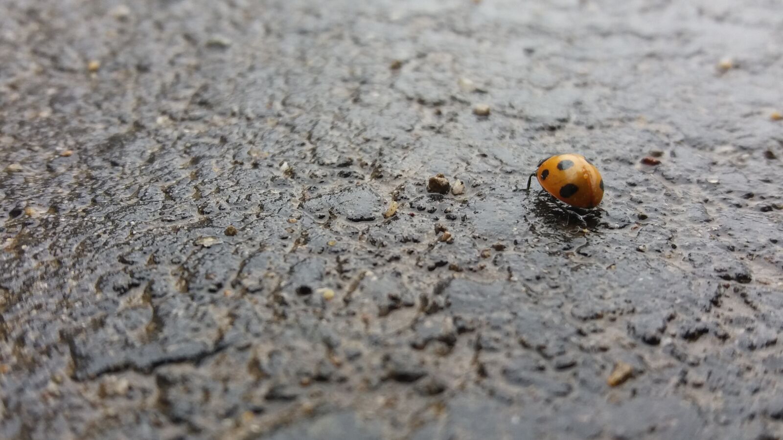 Samsung Galaxy J5 sample photo. Nature, stone photography