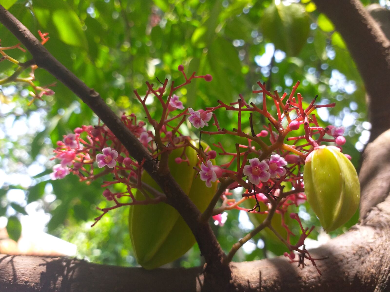Samsung Galaxy J6+ sample photo. Fruits, nature, environment photography