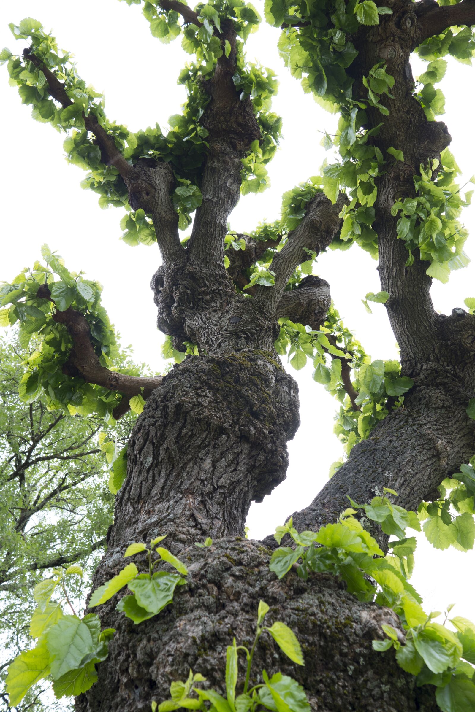 LEICA DG 12-60/F2.8-4.0 sample photo. Tree, nature, old tree photography