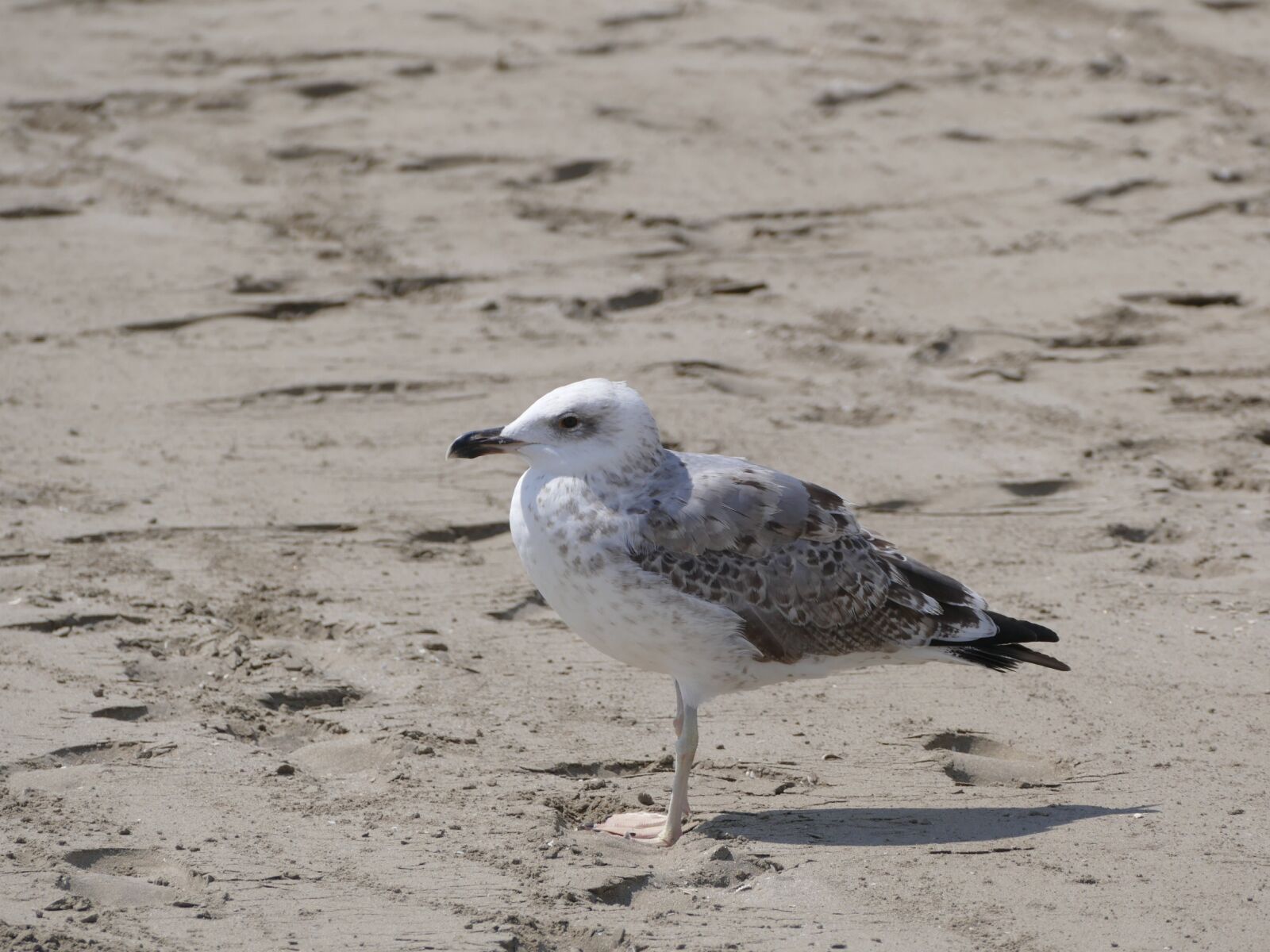 Panasonic Lumix DMC-FZ1000 sample photo. Seagull, bird, beach photography