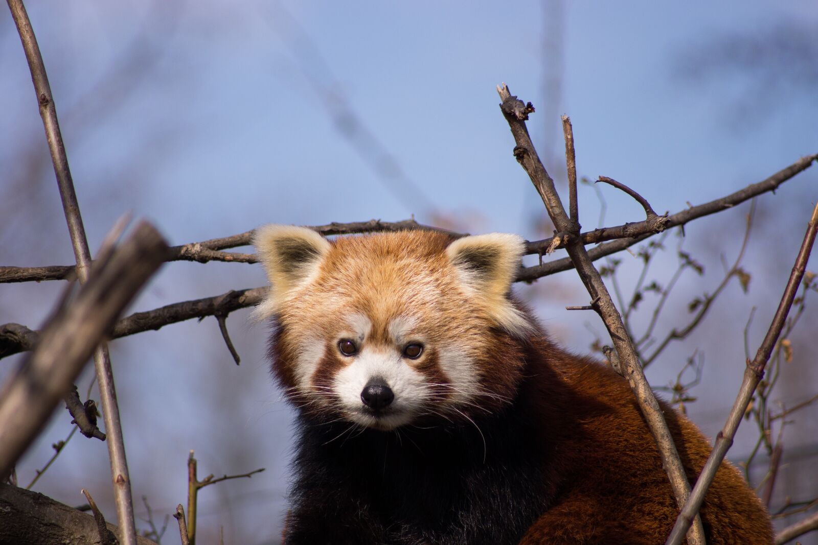 Sony SLT-A65 (SLT-A65V) sample photo. Red panda, panda, animals photography