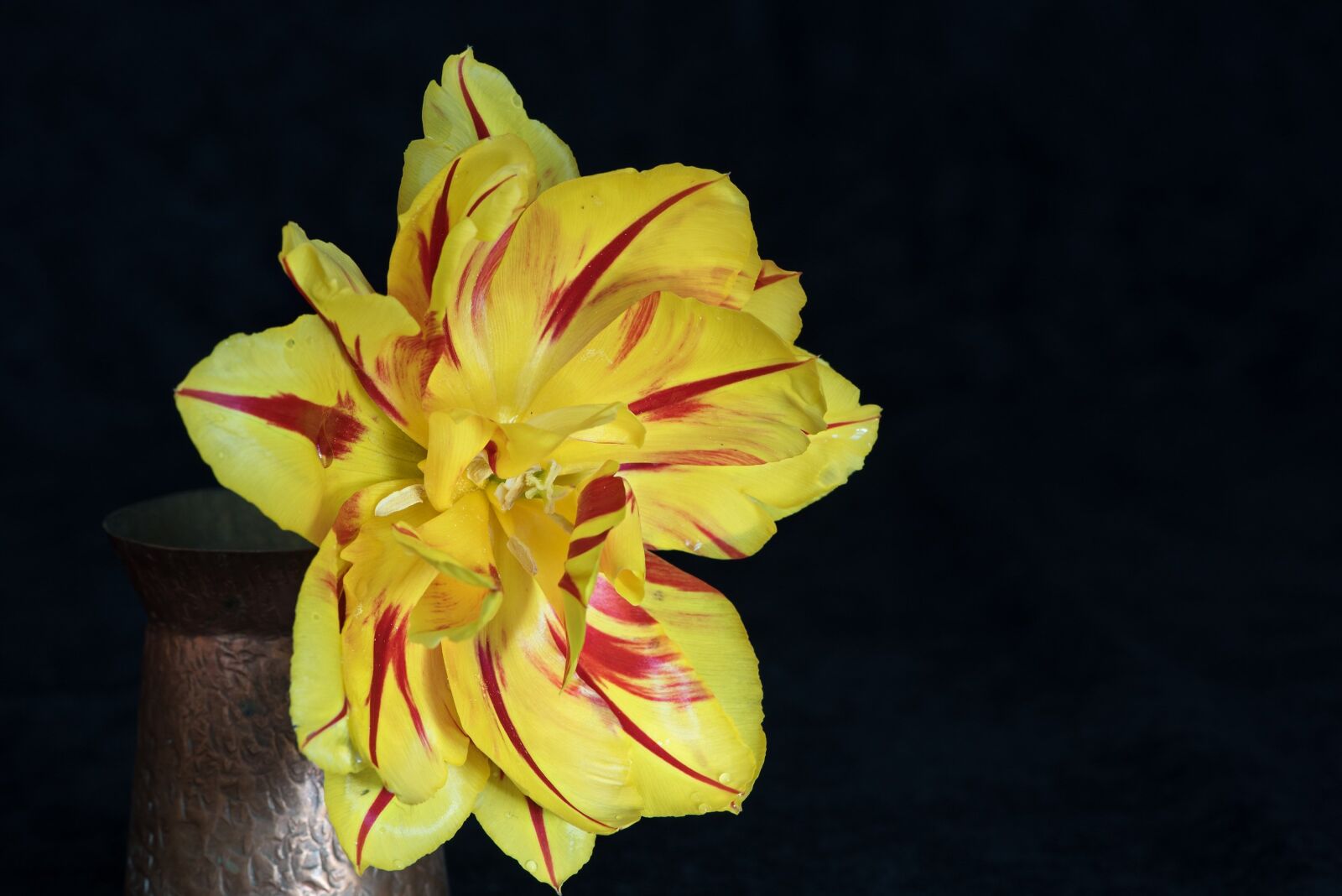 Nikon D750 sample photo. Tulip, flower, yellow photography