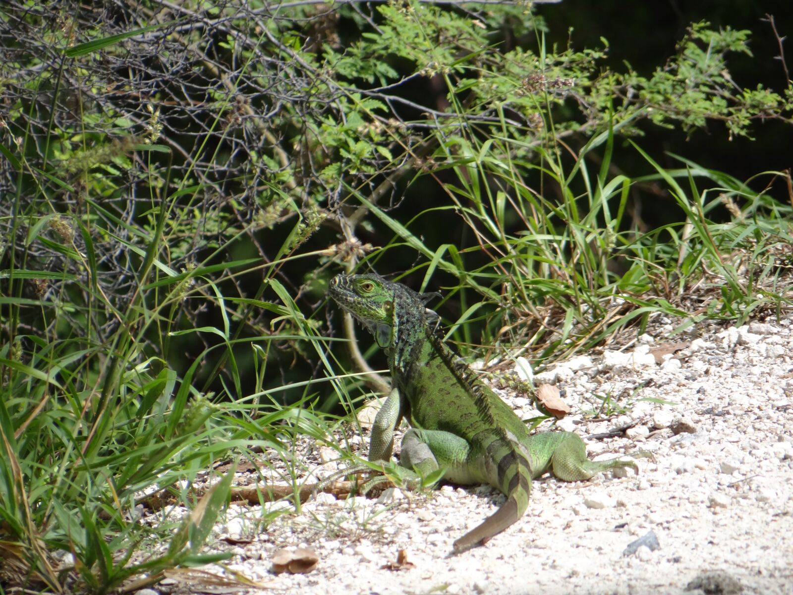 Sony Cyber-shot DSC-HX100V sample photo. Iguana, lizard, reptile photography