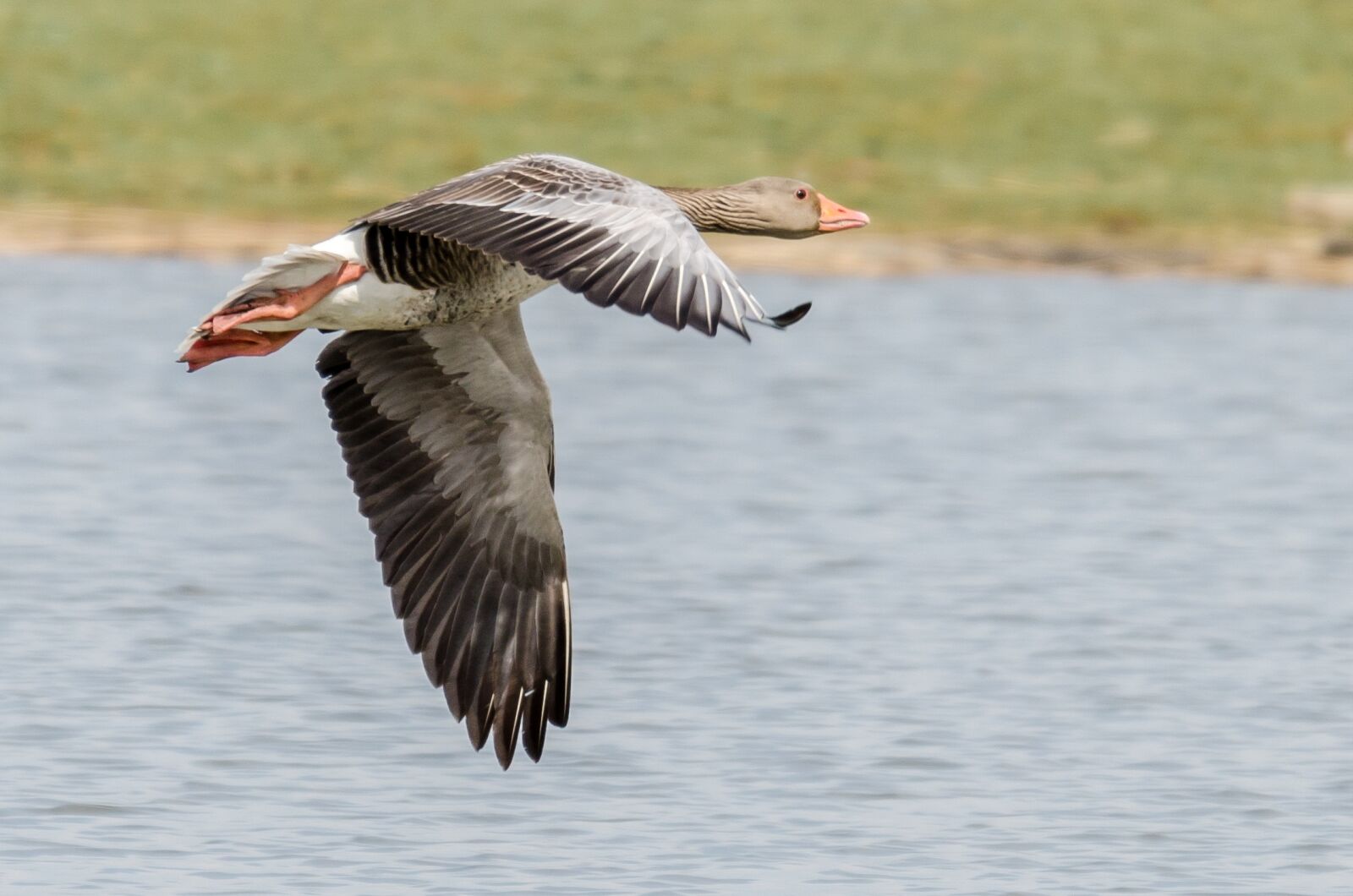Nikon D7000 sample photo. Greylag goose, graugans, grauwe photography