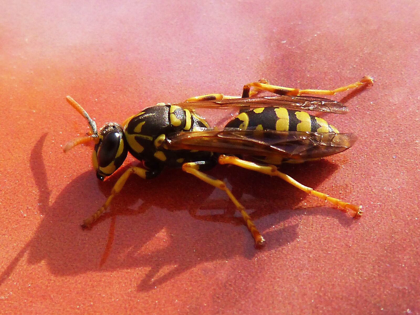 Panasonic DMC-FZ62 sample photo. Wasp, yellow and black photography