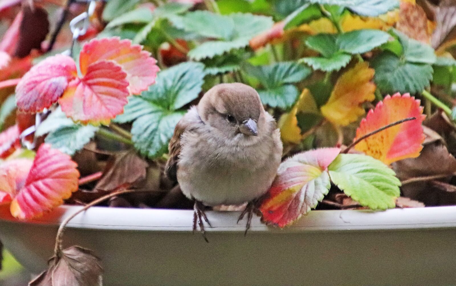 Canon EOS 800D (EOS Rebel T7i / EOS Kiss X9i) + Tamron 18-400mm F3.5-6.3 Di II VC HLD sample photo. Bird, sparrow, autumn photography