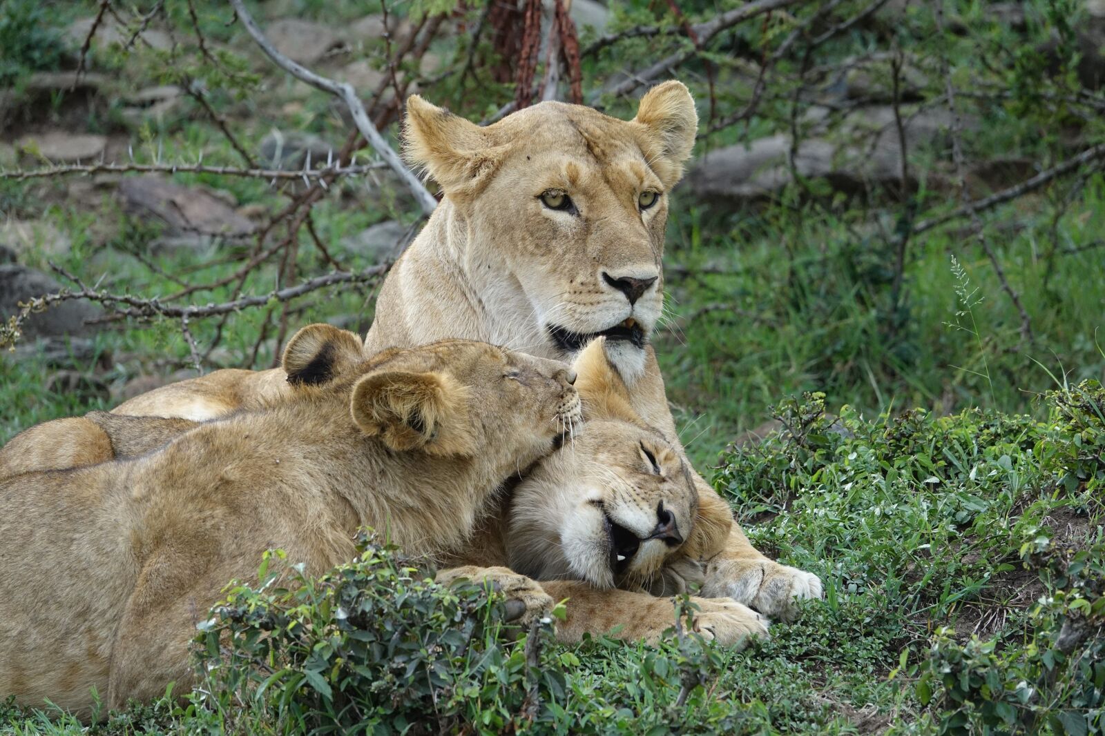 Sony Cyber-shot DSC-RX10 III sample photo. Lion, predator, safari photography