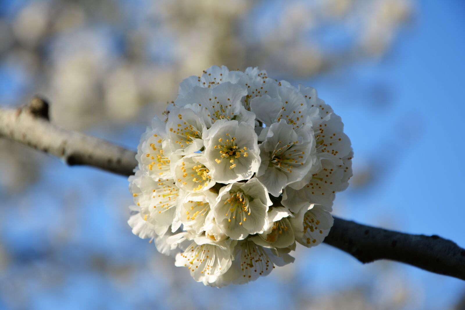 Nikon D7100 sample photo. Cherry, flower, sprig photography