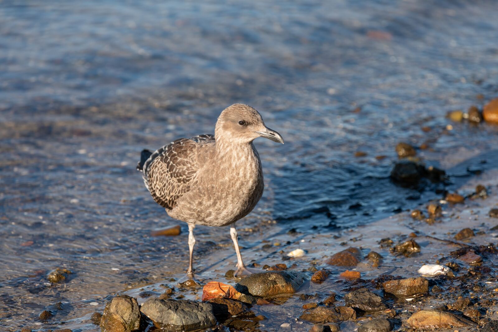 Canon EOS 5D Mark IV sample photo. Australia, tasmania, juvenile pacific photography