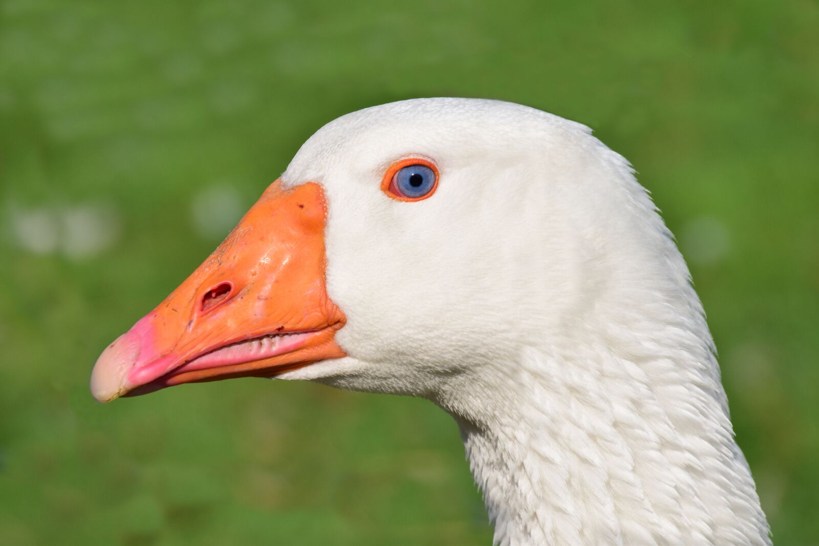 Nikon D3300 sample photo. Bird, nature, animal world photography