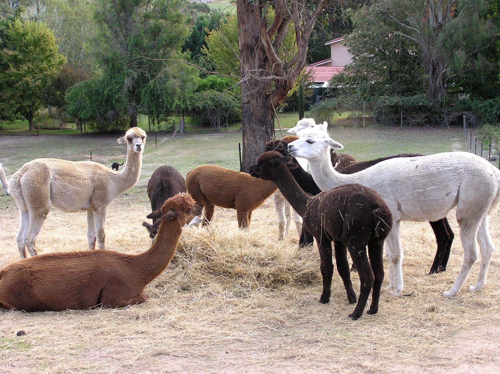 Olympus C750UZ sample photo. Alpacas, animals, grazing photography