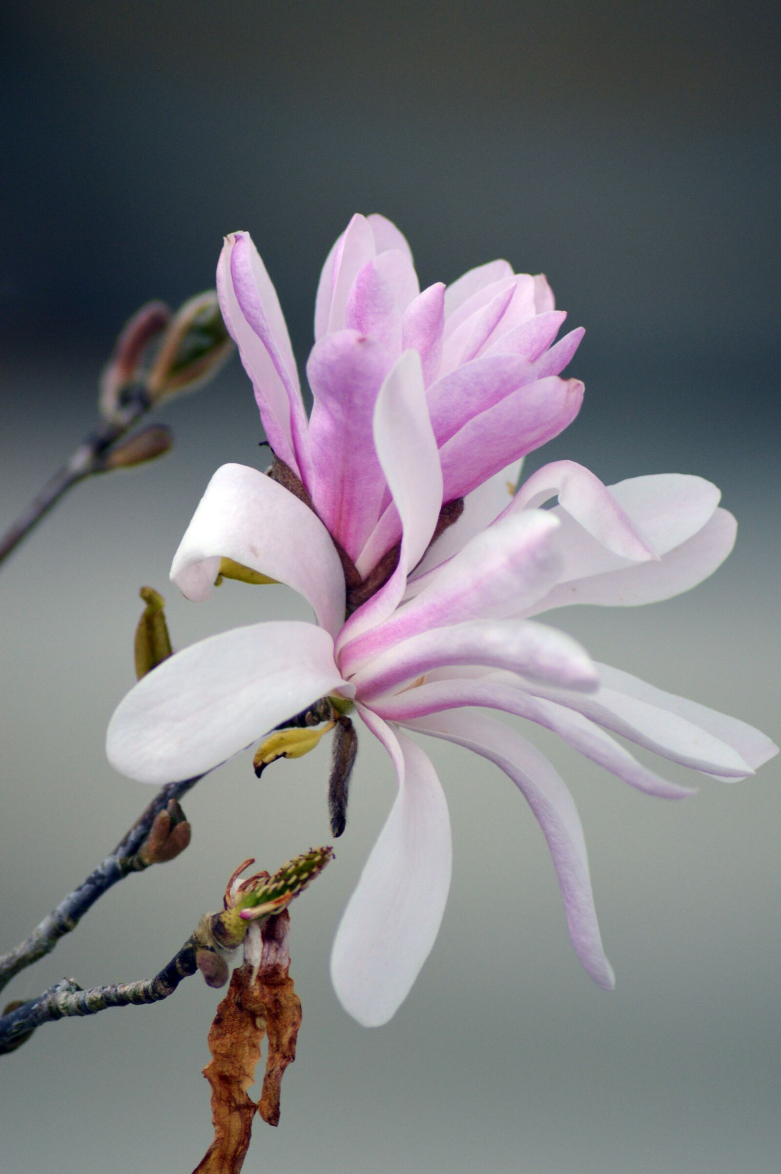 Nikon D3200 sample photo. Nature, flower, plant photography