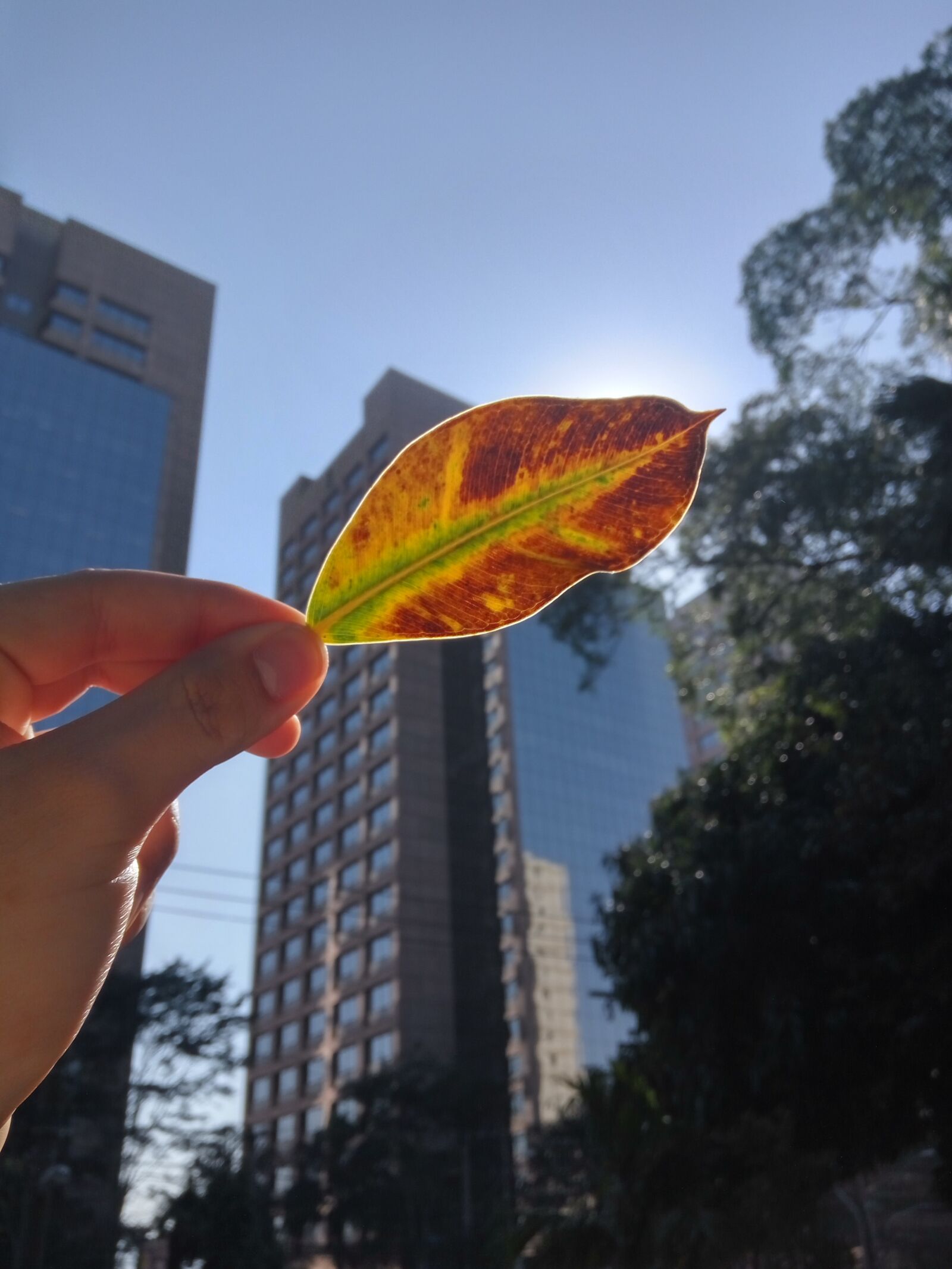 Xiaomi Redmi Note 3 sample photo. Leaf, nature, buildings photography