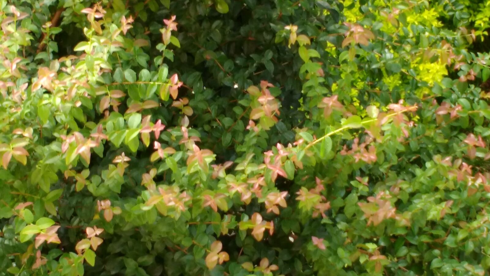 Motorola MotoG3 sample photo. Leaves, nature photography