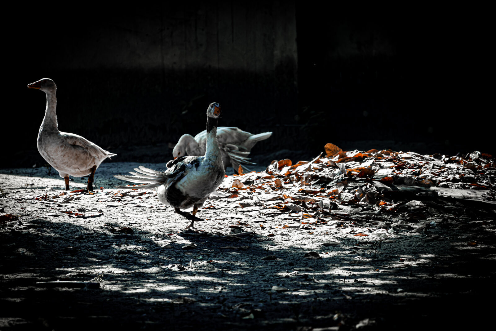 Canon EOS R6 II sample photo