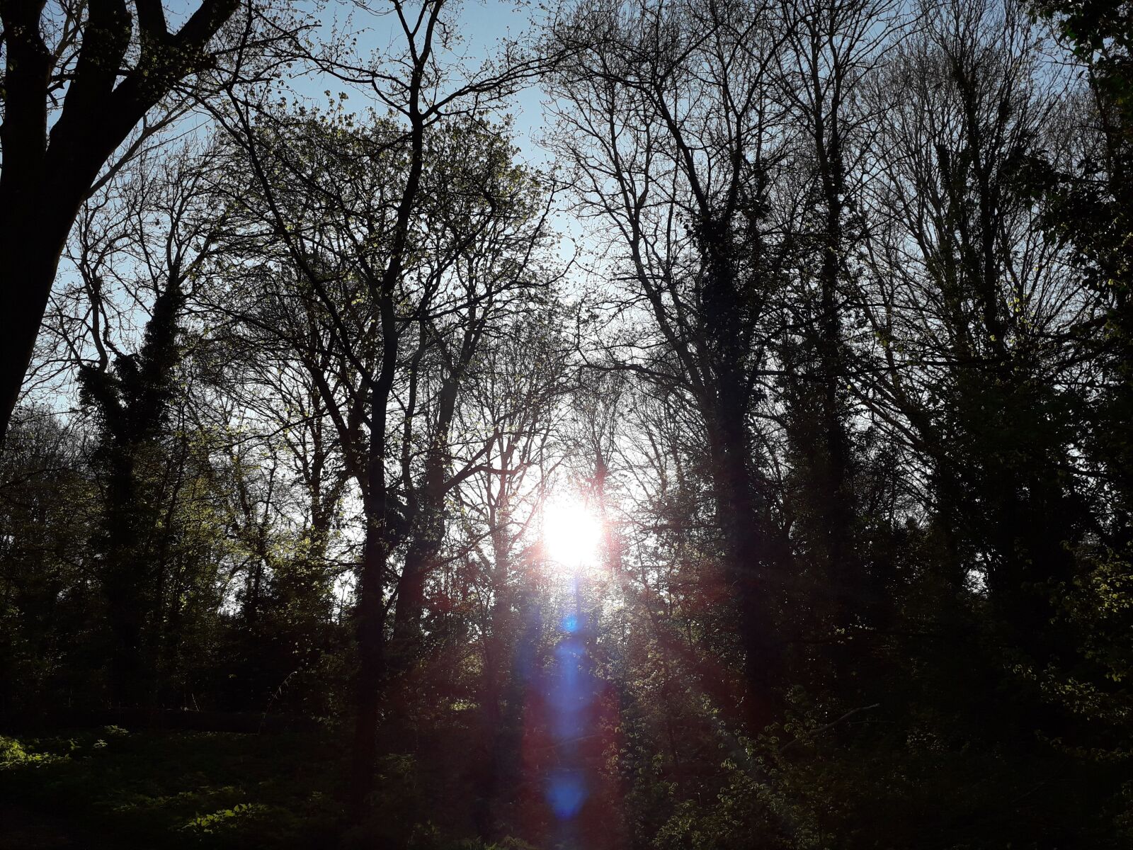 Samsung Galaxy J6 sample photo. Sunlight, woods, trees photography