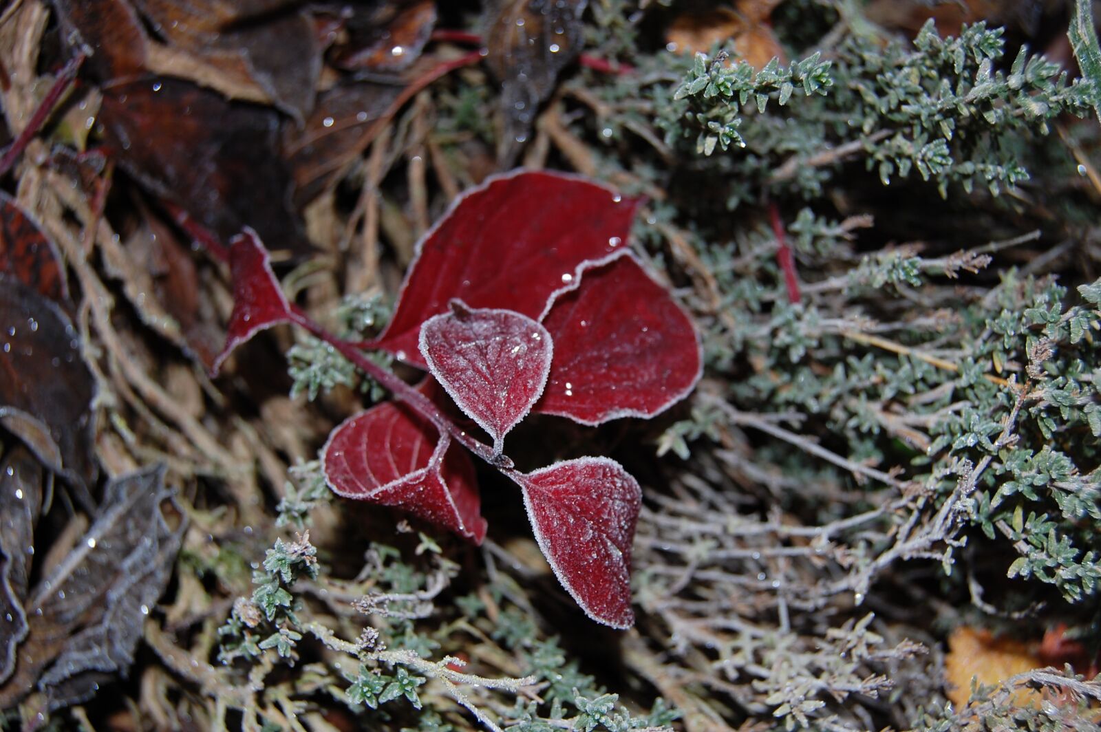 Nikon D40 sample photo. Leaves, plant, brunette photography