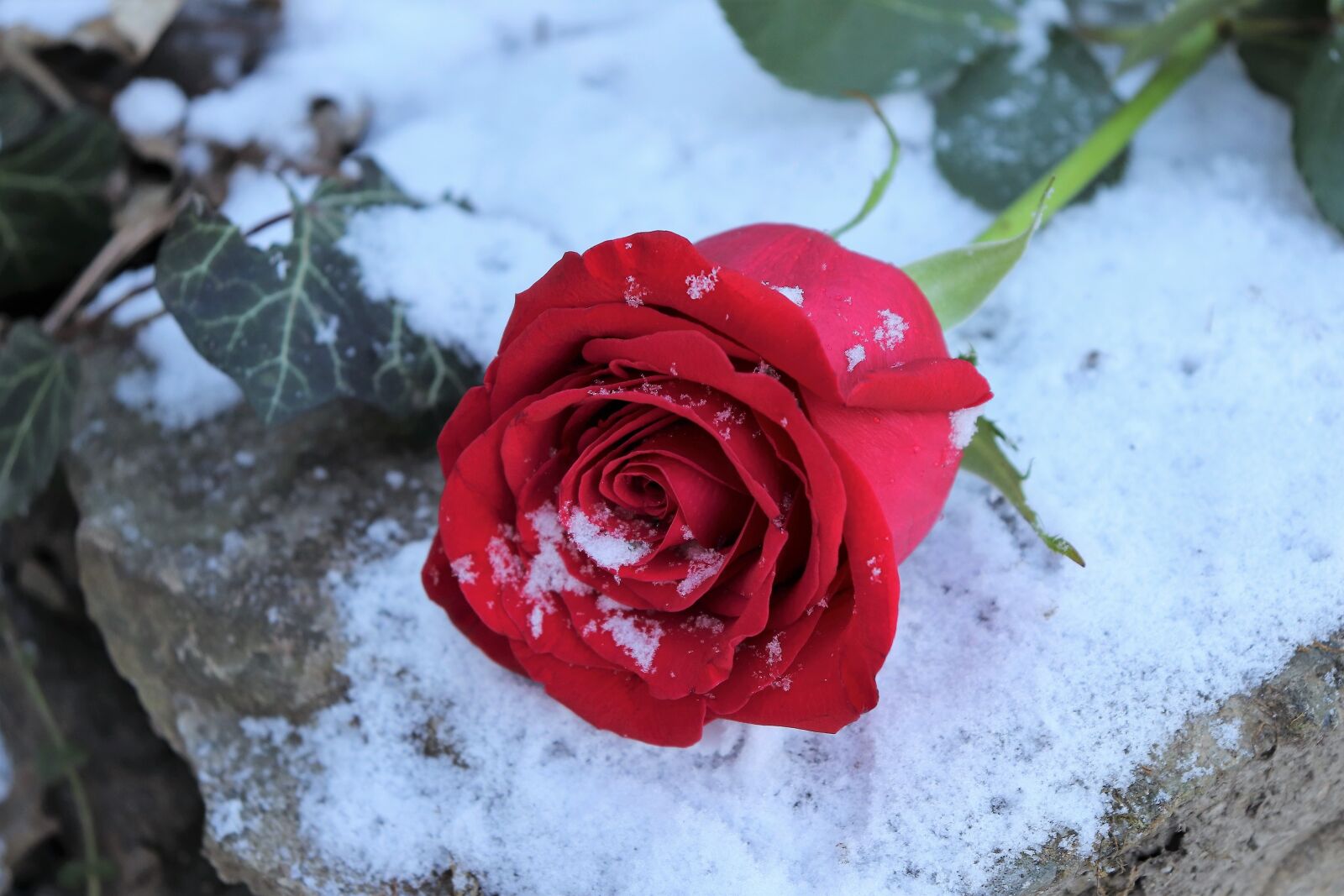 Canon EOS 200D (EOS Rebel SL2 / EOS Kiss X9) sample photo. Red rose on stone photography