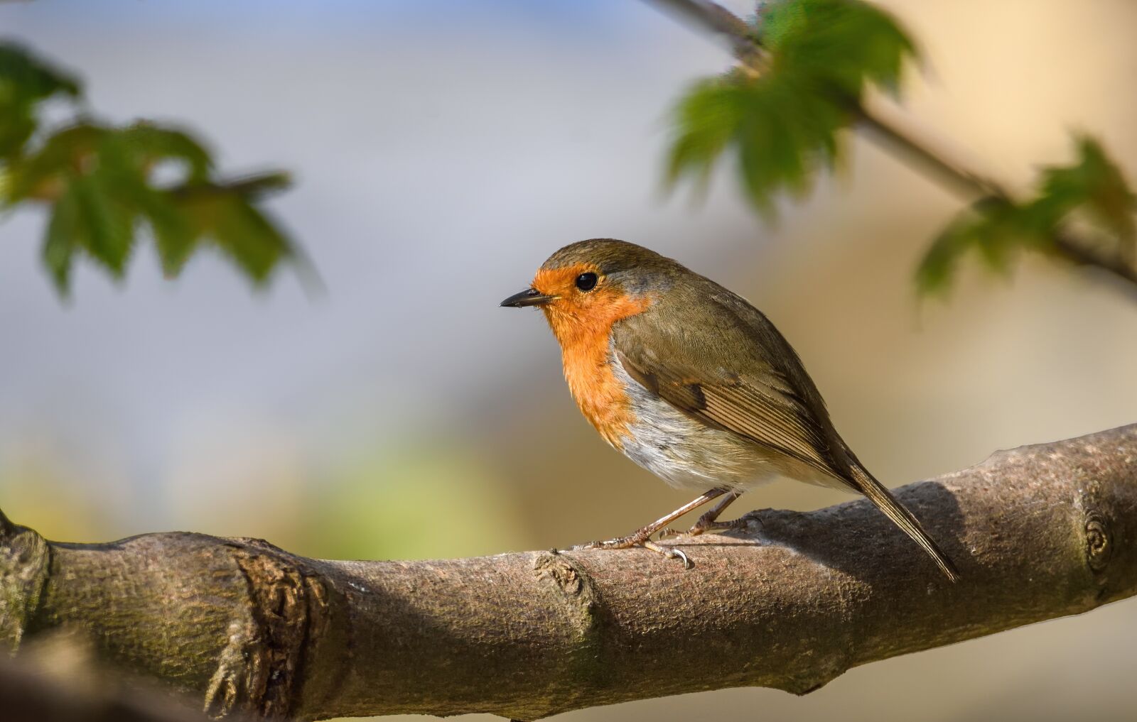 Nikon D750 sample photo. Robin, bird, wildlife photography