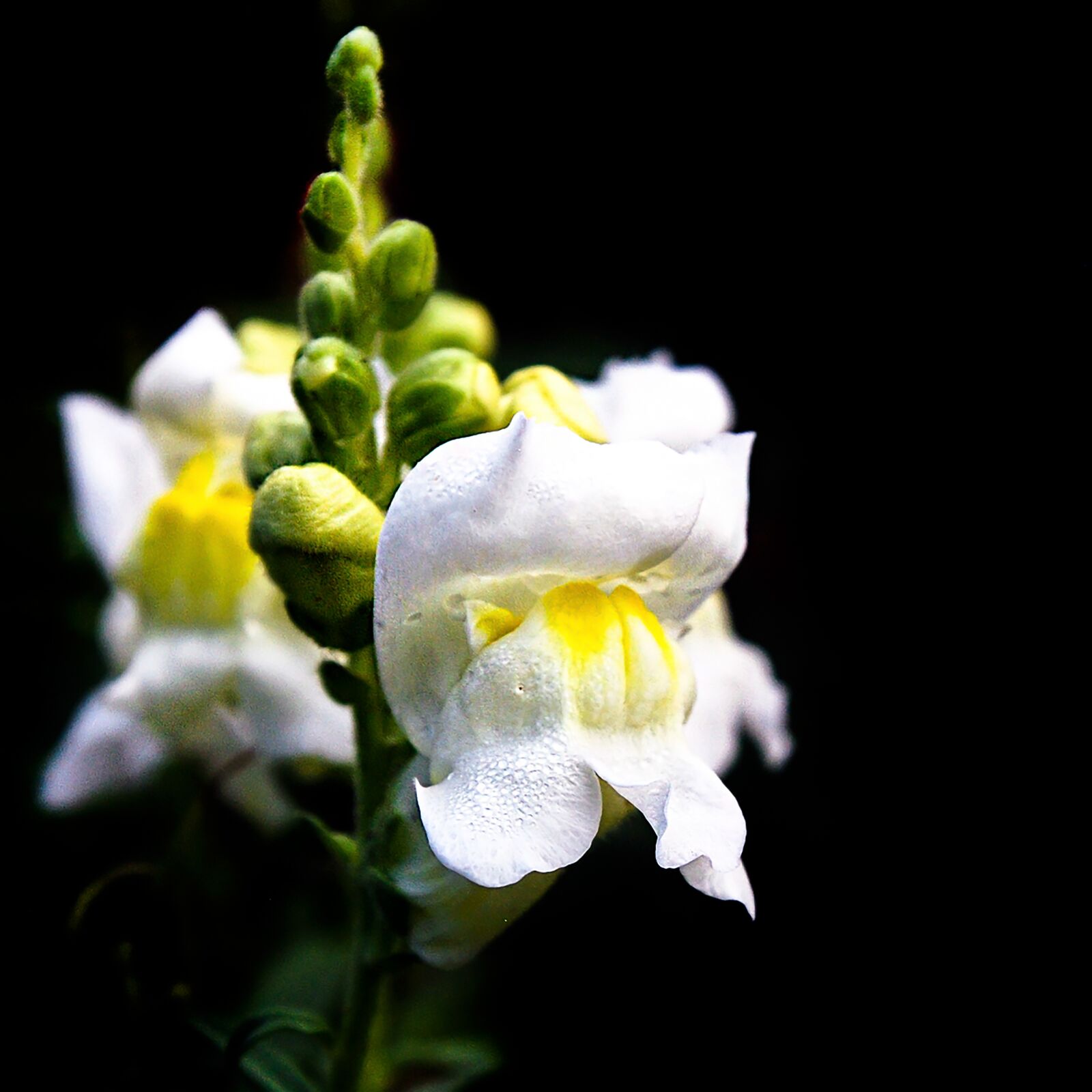 Nikon D80 sample photo. Flower muzzle wolf, white photography