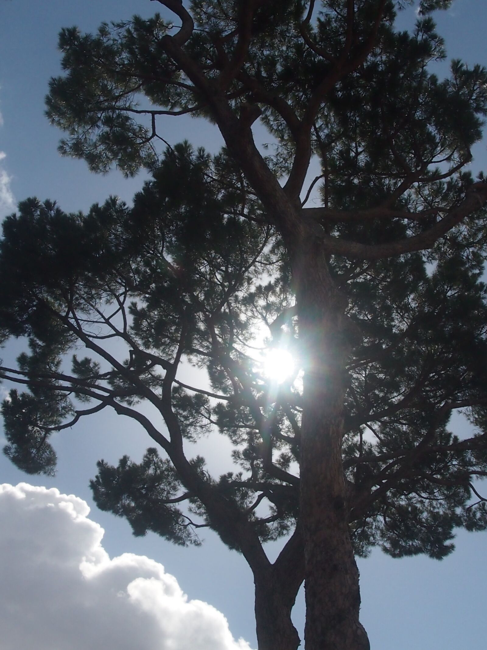 Olympus PEN E-PL3 sample photo. Tree, light, sun photography