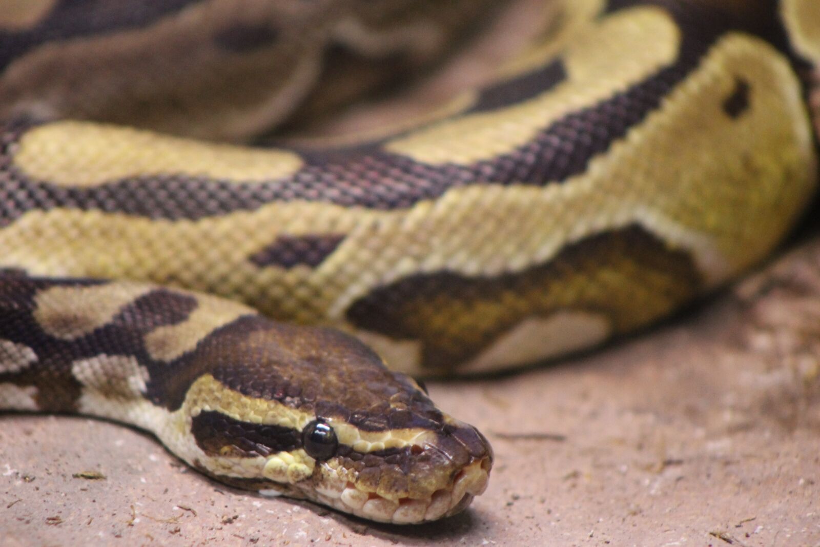 Canon EOS 1100D (EOS Rebel T3 / EOS Kiss X50) sample photo. Snake, python, reptile photography