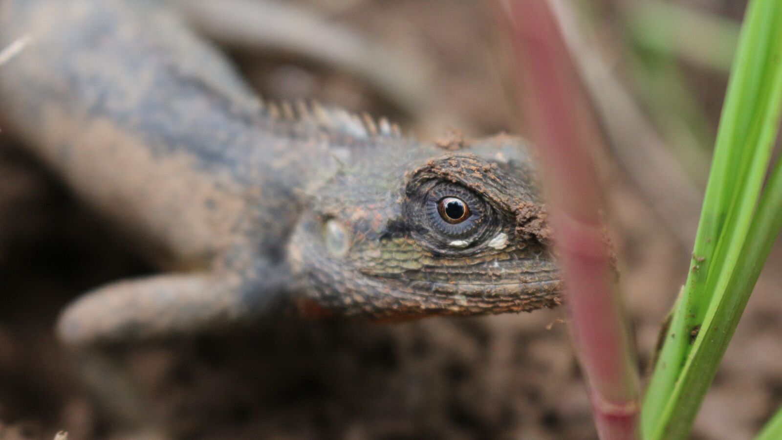 Canon EOS 700D (EOS Rebel T5i / EOS Kiss X7i) sample photo. Lizard, animal, iguana photography