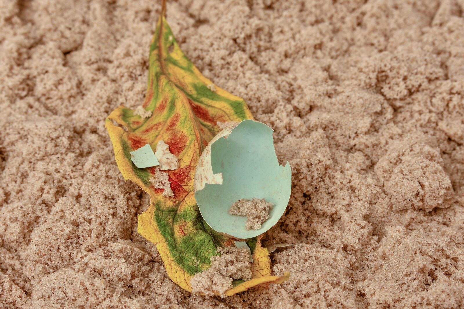 Nikon D7200 sample photo. Egg, eggshell, foliage leaf photography