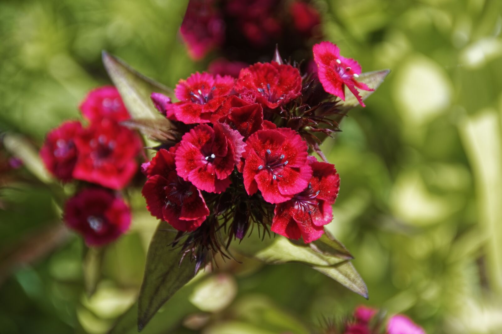 Nikon D500 sample photo. Flower, blossom, bloom photography