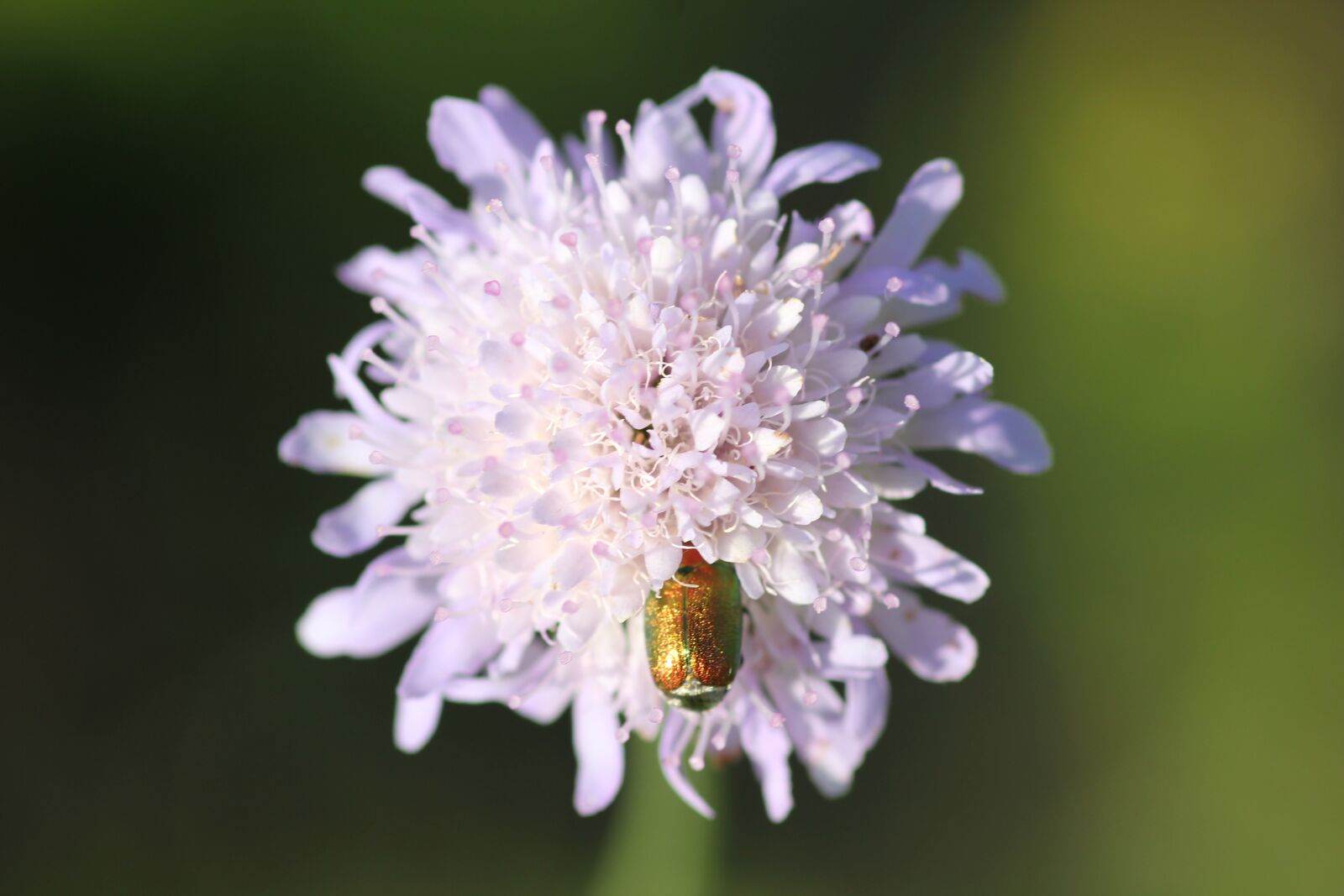 Canon EOS 550D (EOS Rebel T2i / EOS Kiss X4) sample photo. Green bug on violet photography