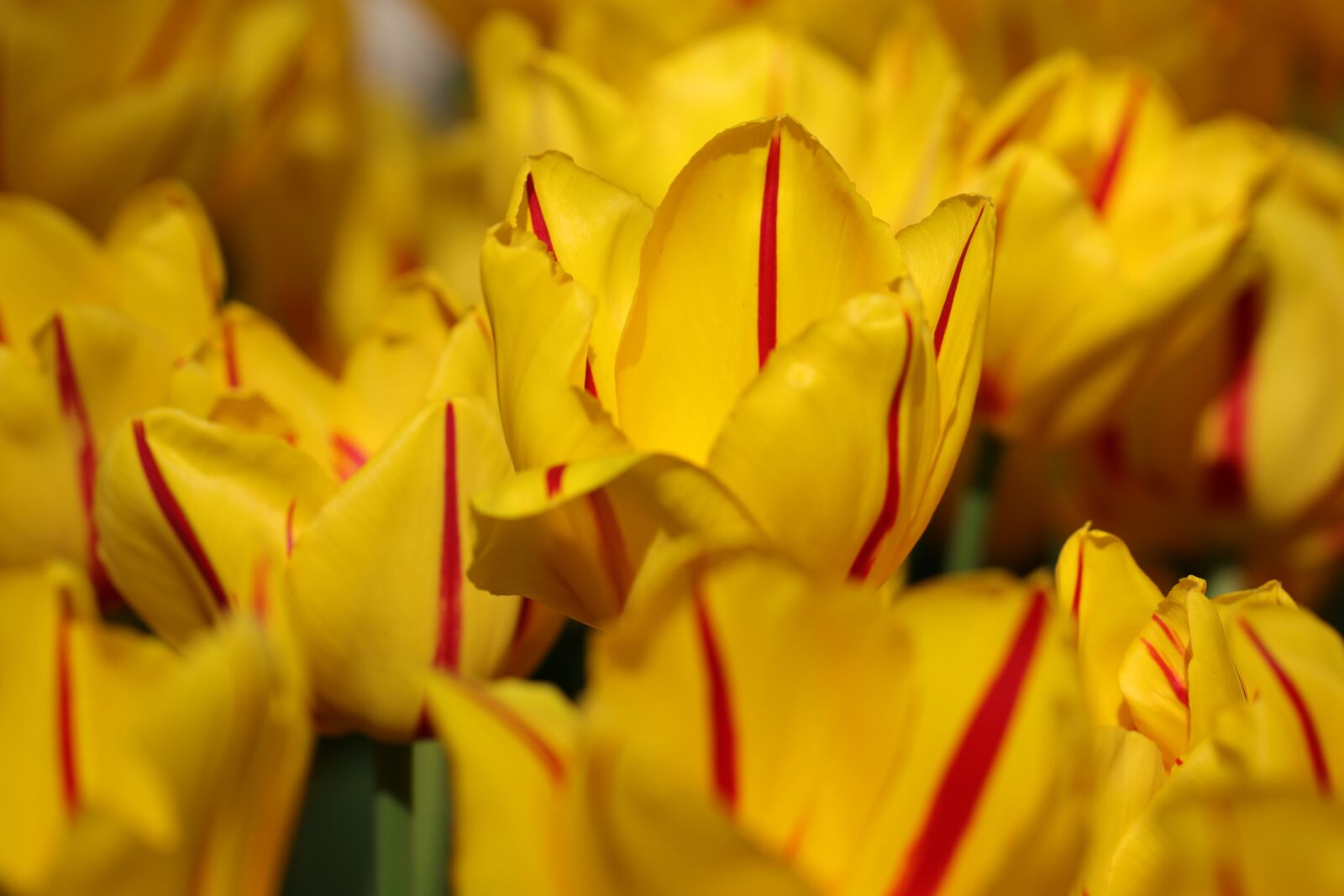 Canon EF 100mm F2.8L Macro IS USM sample photo. Tulips, tulip, flowers photography
