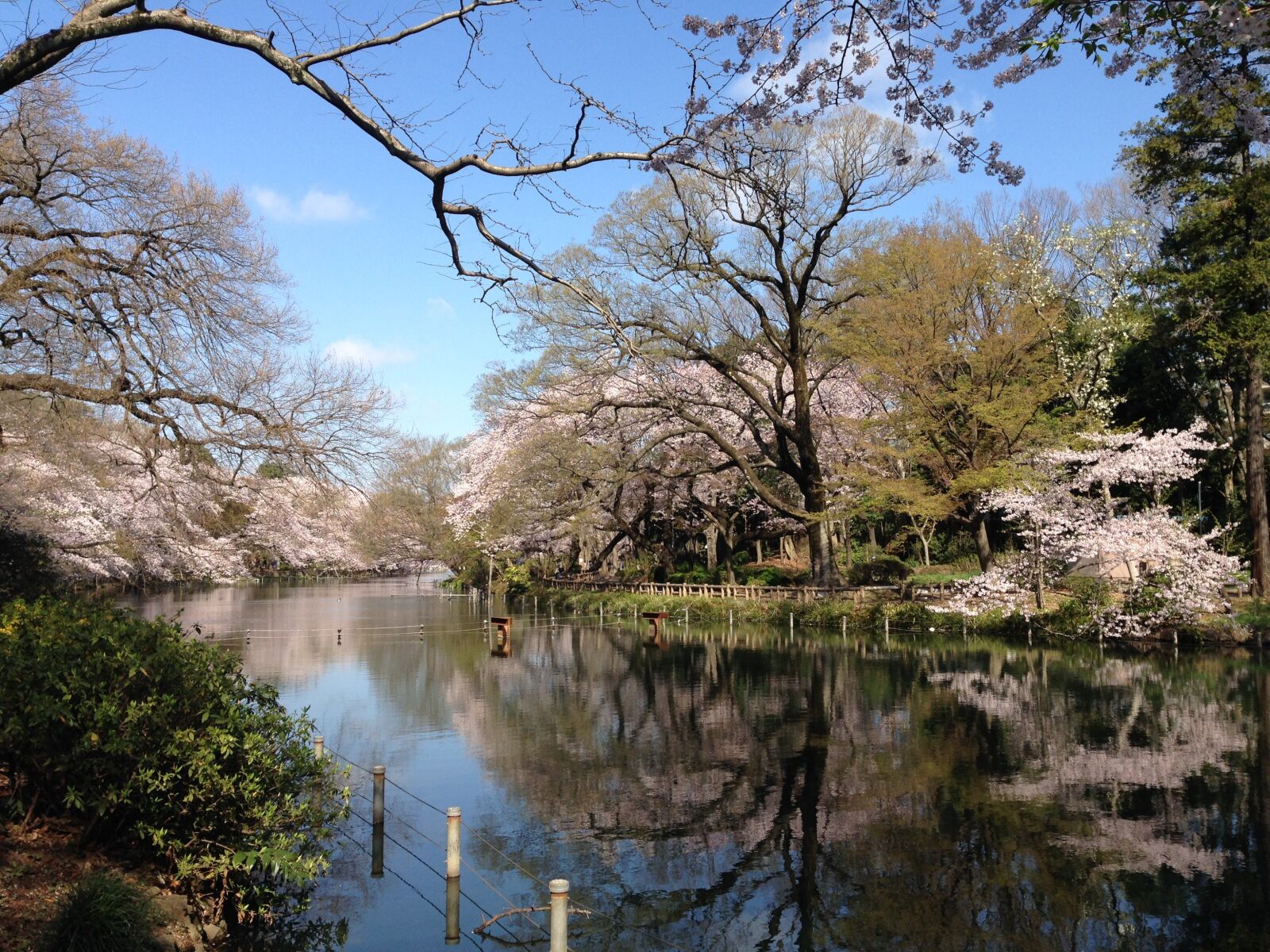 iPhone 5 back camera 4.12mm f/2.4 sample photo. Cherry blossoms, flowers, spring photography