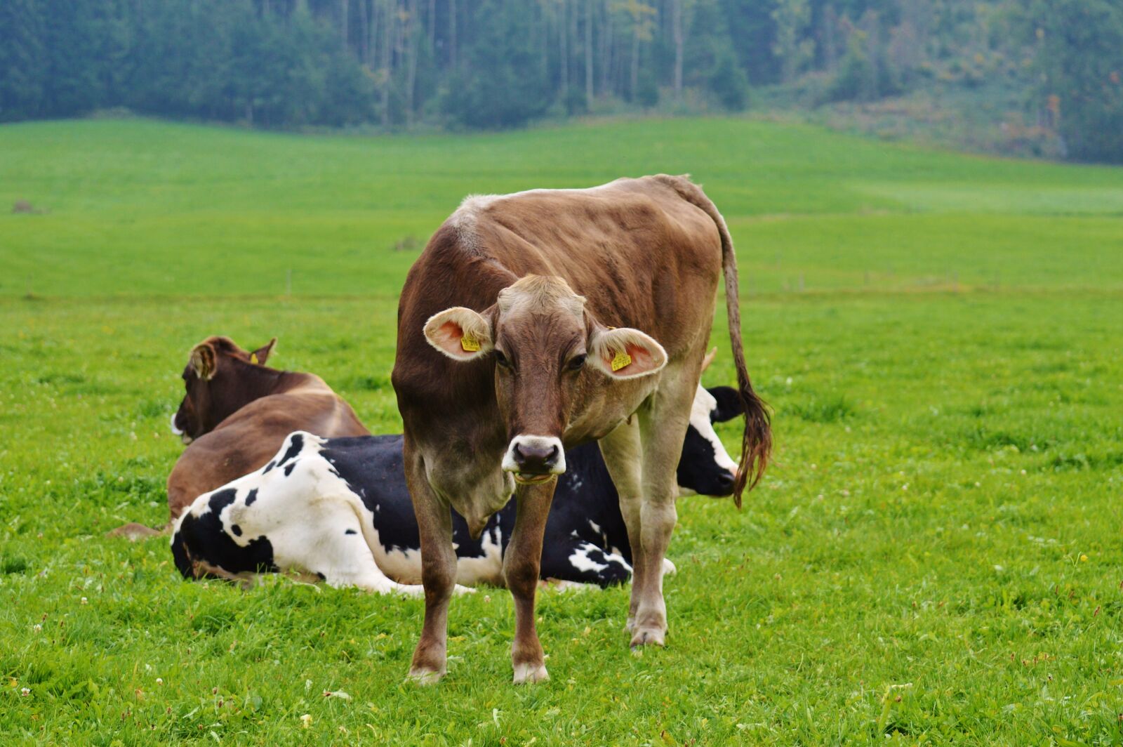 Nikon D3200 sample photo. Cow, allgäu, cows photography