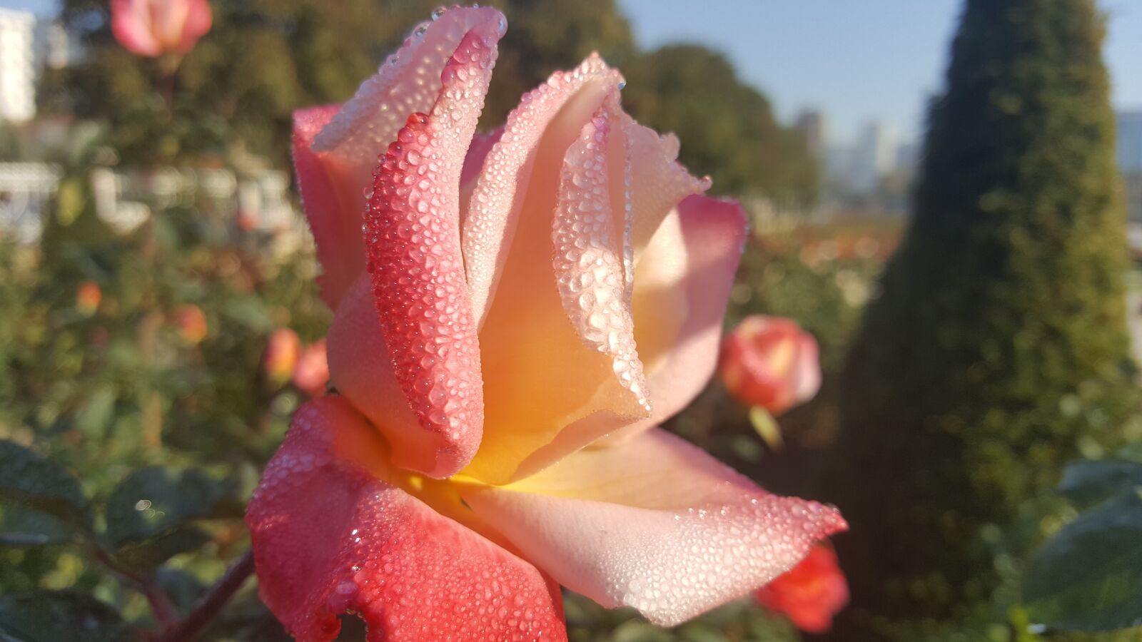Samsung Galaxy Note5 sample photo. Flower, nature, plant photography