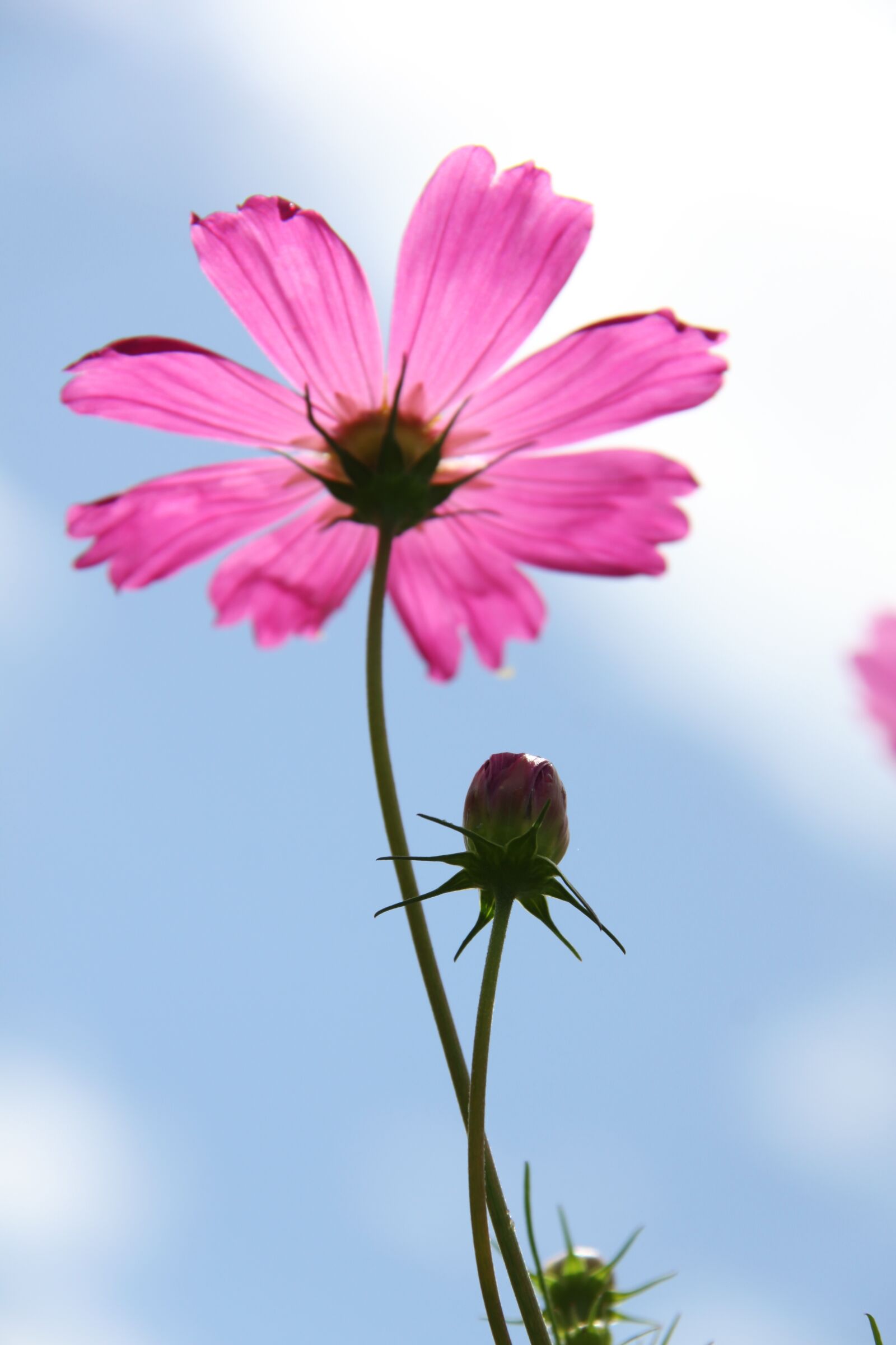Canon EOS 50D sample photo. Cosmos, pink, flower photography